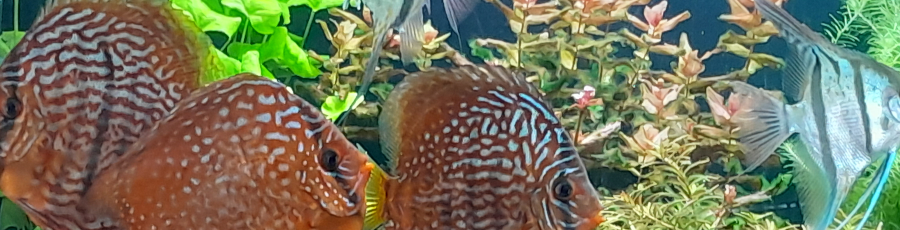 diskusbanner diskusbanner